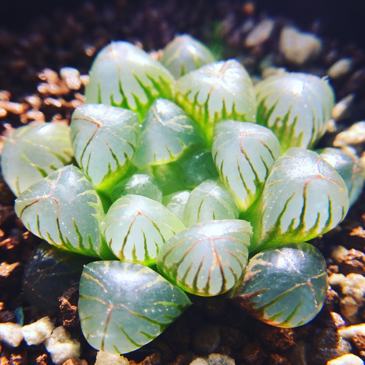 Haworthia cooperi var. truncata