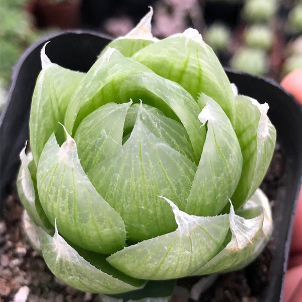 Haworthia lockwoodii