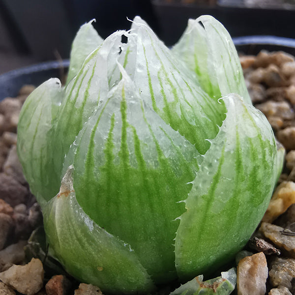 Haworthia lockwoodii