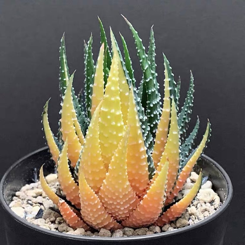 Haworthia pumila