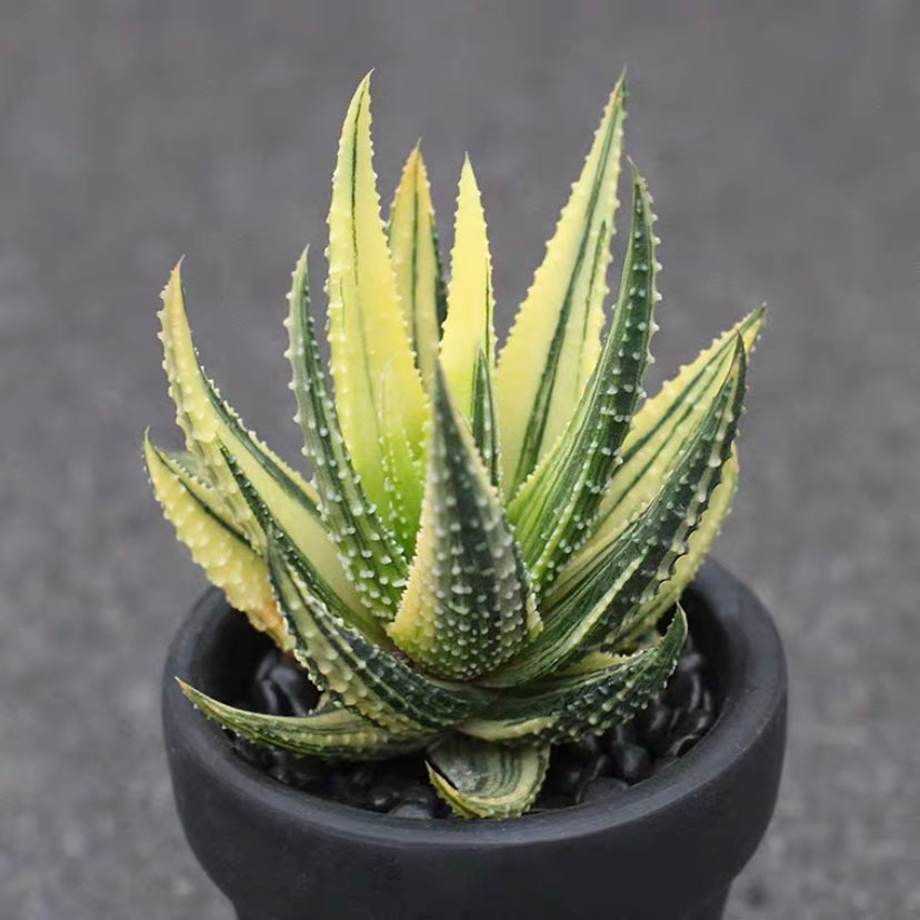 Haworthia pumila