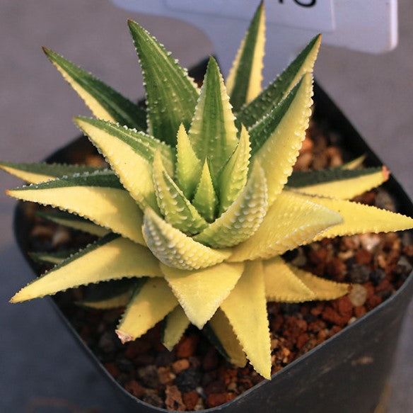 Haworthia pumila