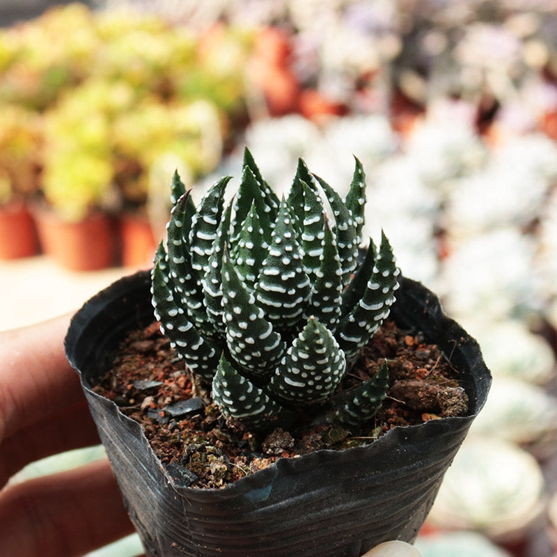 haworthia succulent plants Haworthia reinwardtii for Sale