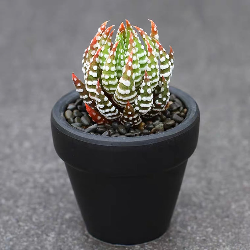 Haworthia reinwardtii var. arachibaldiae