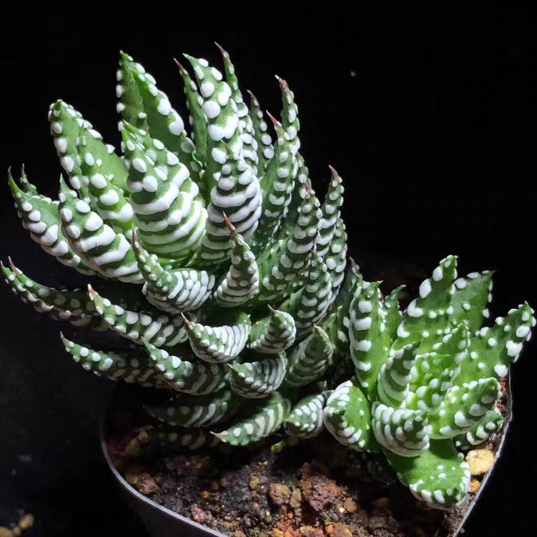 Haworthia reinwardtii var. arachibaldiae