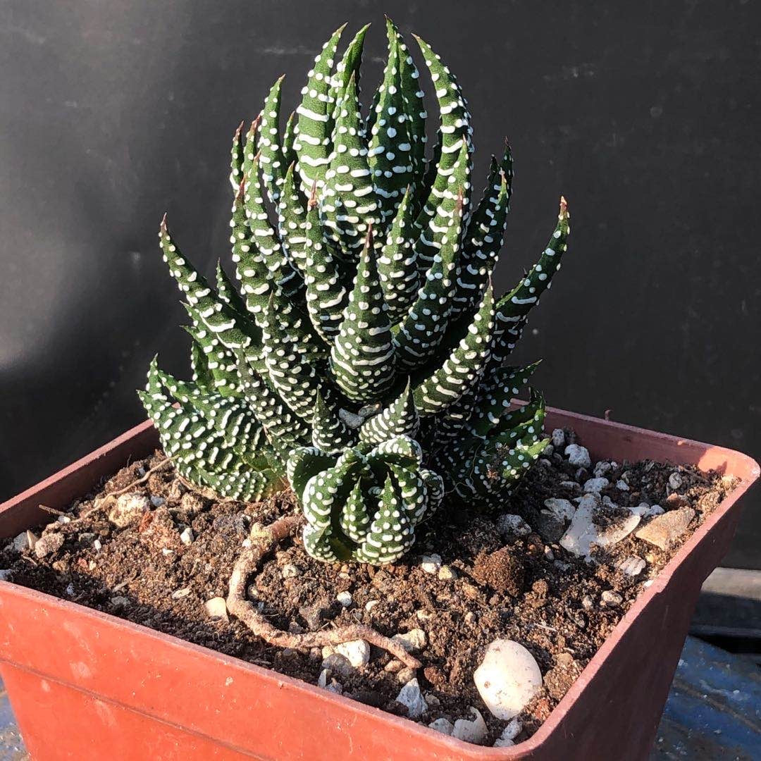 Haworthia reinwardtii var. arachibaldiae