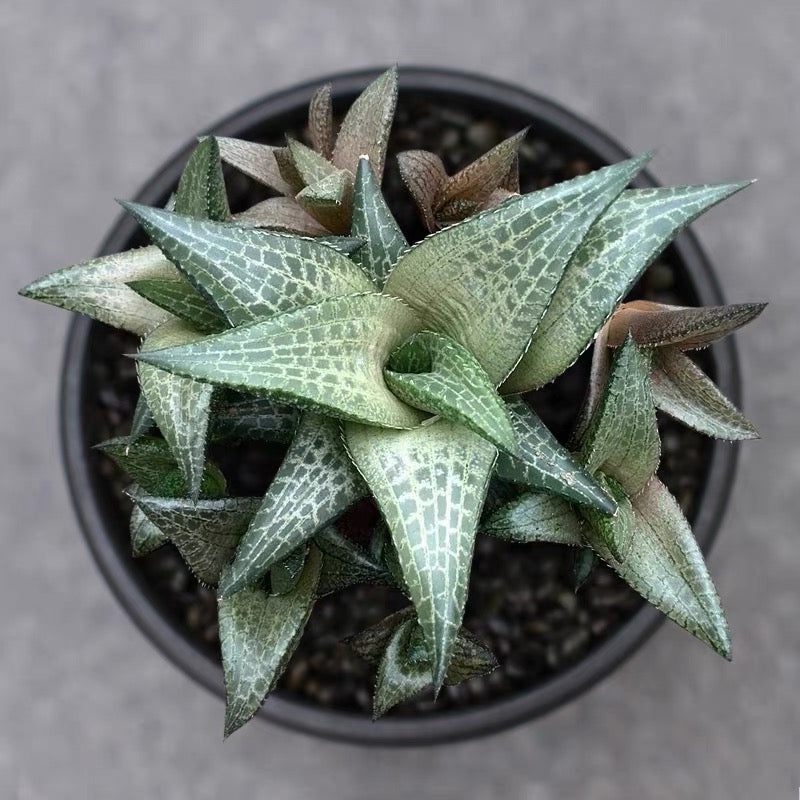 Venstertjie (Haworthia venosa ssp. tessellata)
