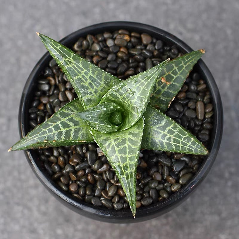 Venstertjie (Haworthia venosa ssp. tessellata)