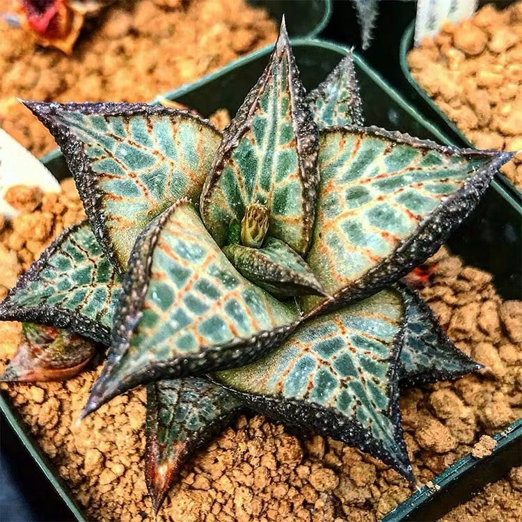 venosa succulent Venstertjie (Haworthia venosa ssp. tessellata)