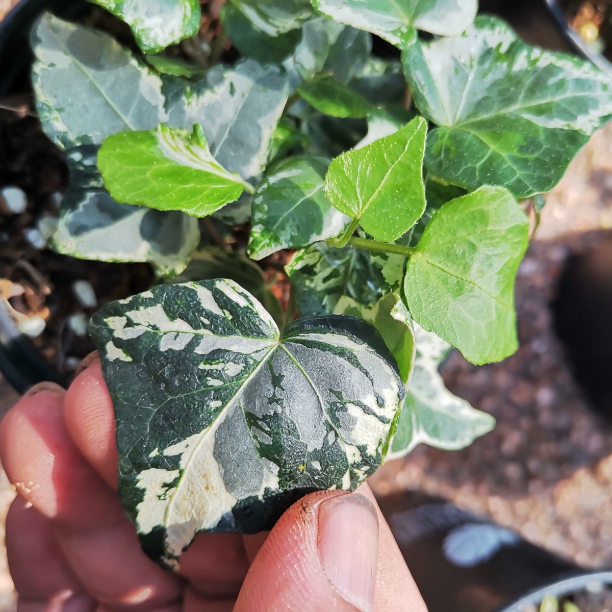 Kolibri ( Hedera helix )