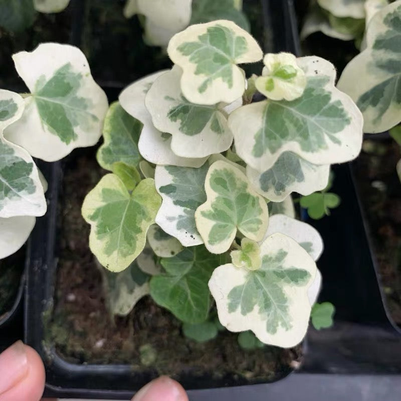 Yukihotaru Ivy var. (Hedera helix)