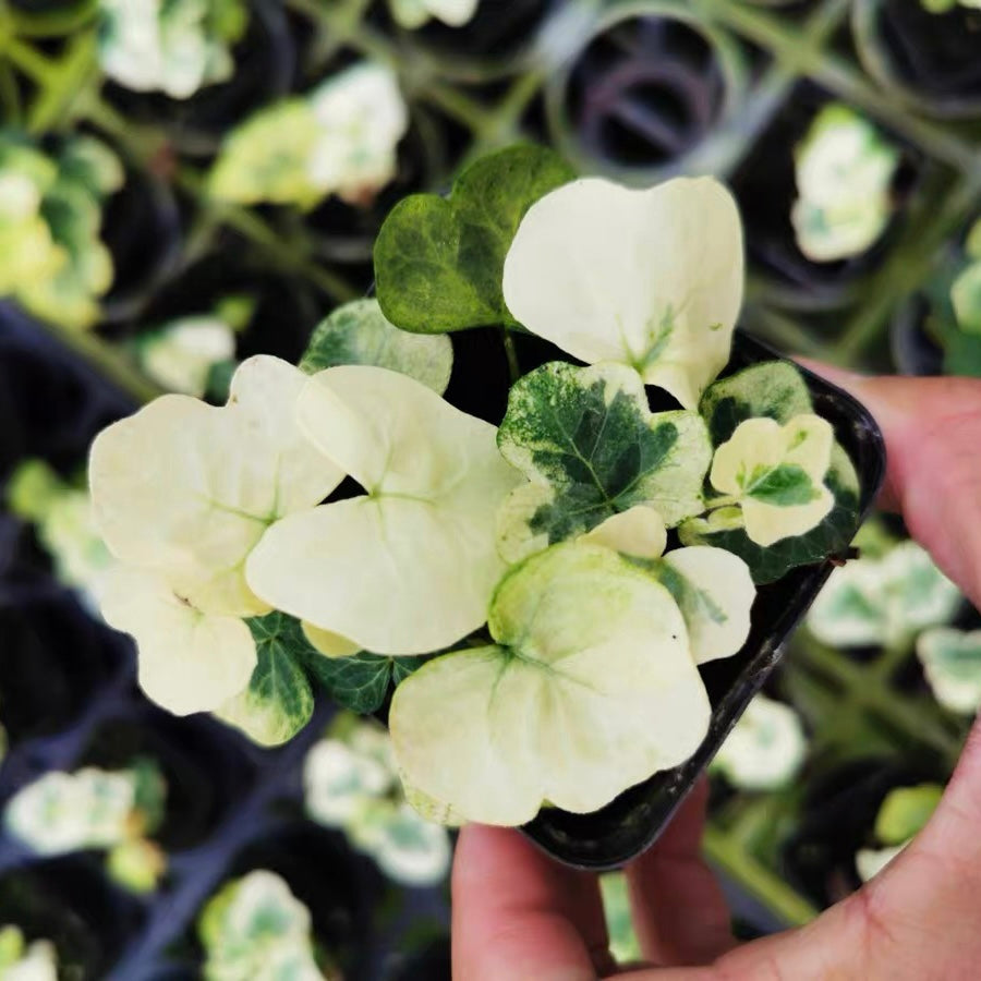 Yukihotaru Ivy var. (Hedera helix)