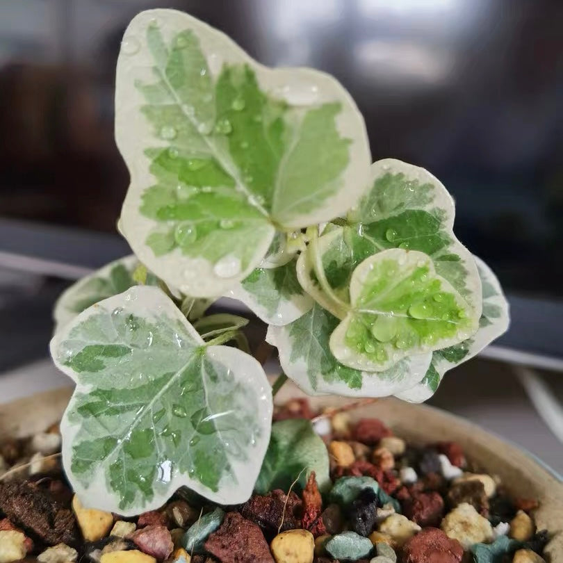 Yukihotaru Ivy var. (Hedera helix)