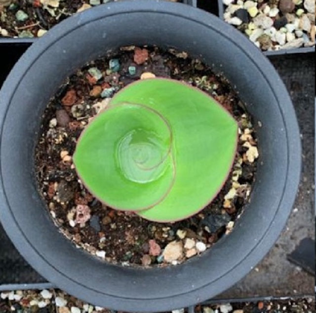 Hedgehog lily (Massonia depressa)