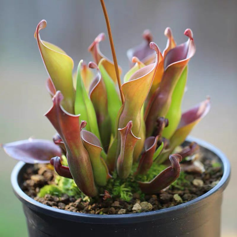 Heliamphora Minor