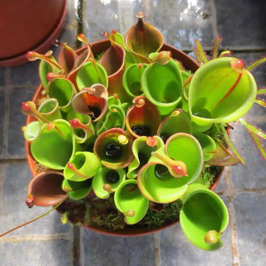 Heliamphora Minor