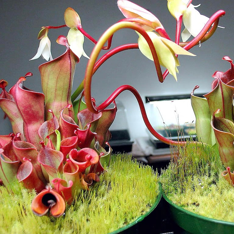 Heliamphora Minor