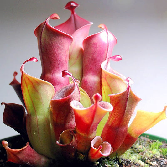 Heliamphora Minor