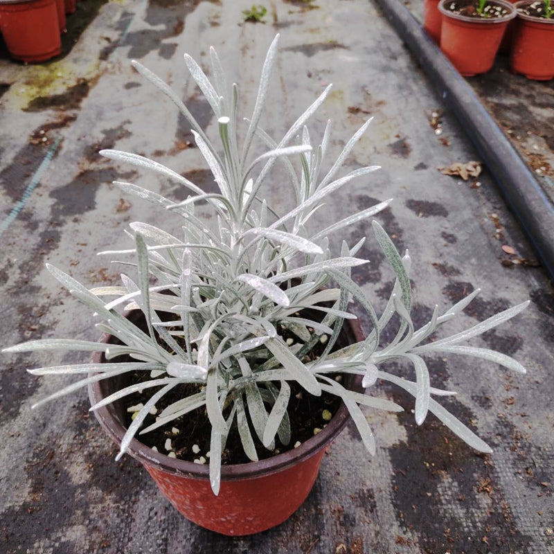 Helichrysum ’ Crystal Ice ‘