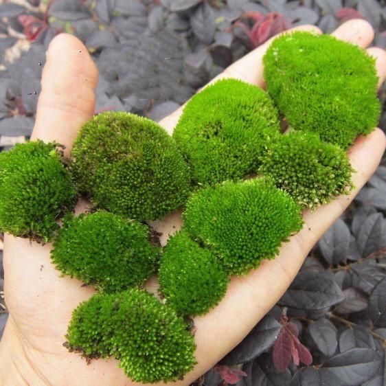Live Mood Moss, 1 Square Foot, Great for Terrariums