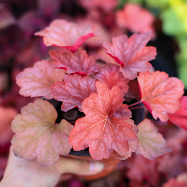 Heuchera Fire Alarm