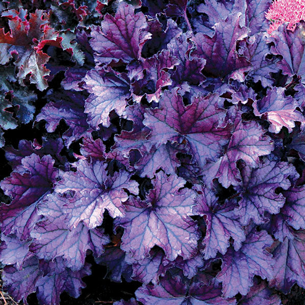 Heuchera Obsidian