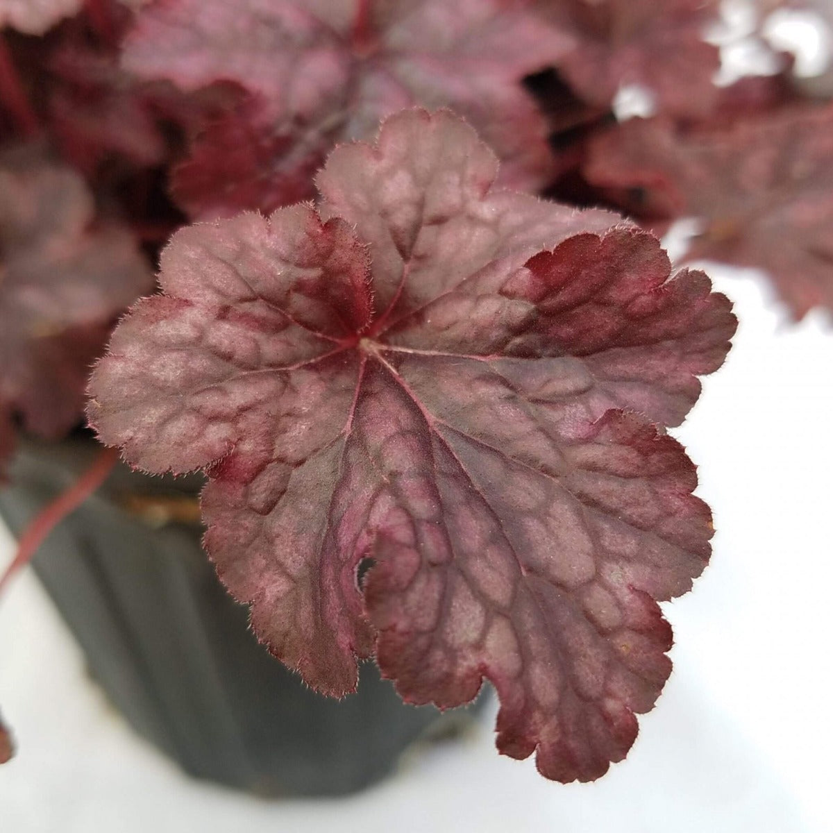 Heuchera Plum Pudding