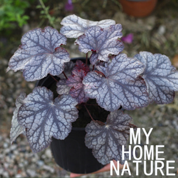 Heuchera Plum Pudding