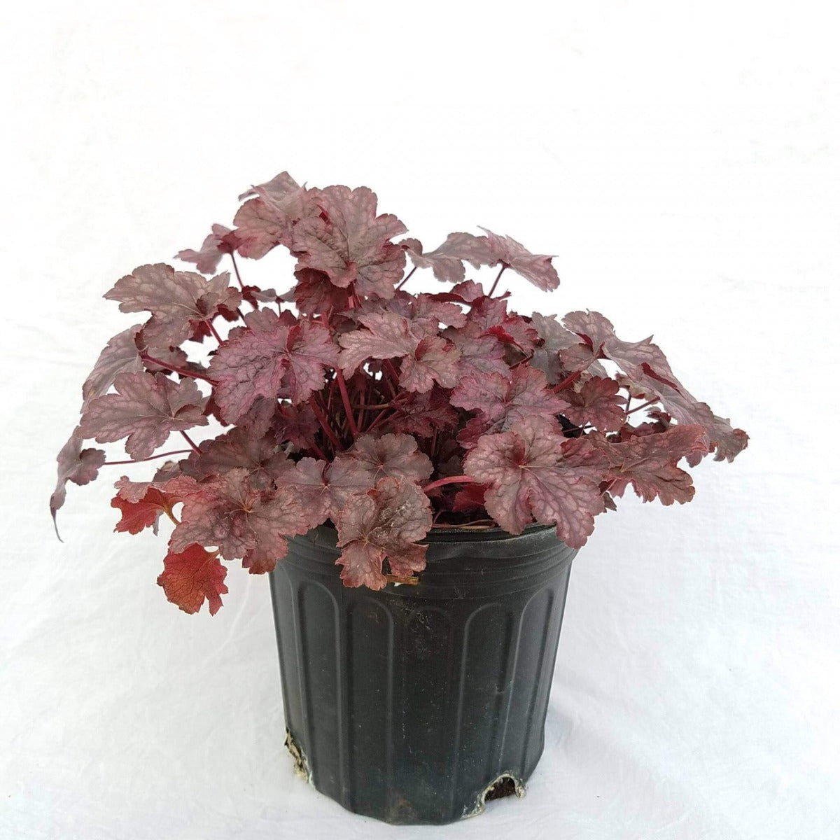 Heuchera Plum Pudding