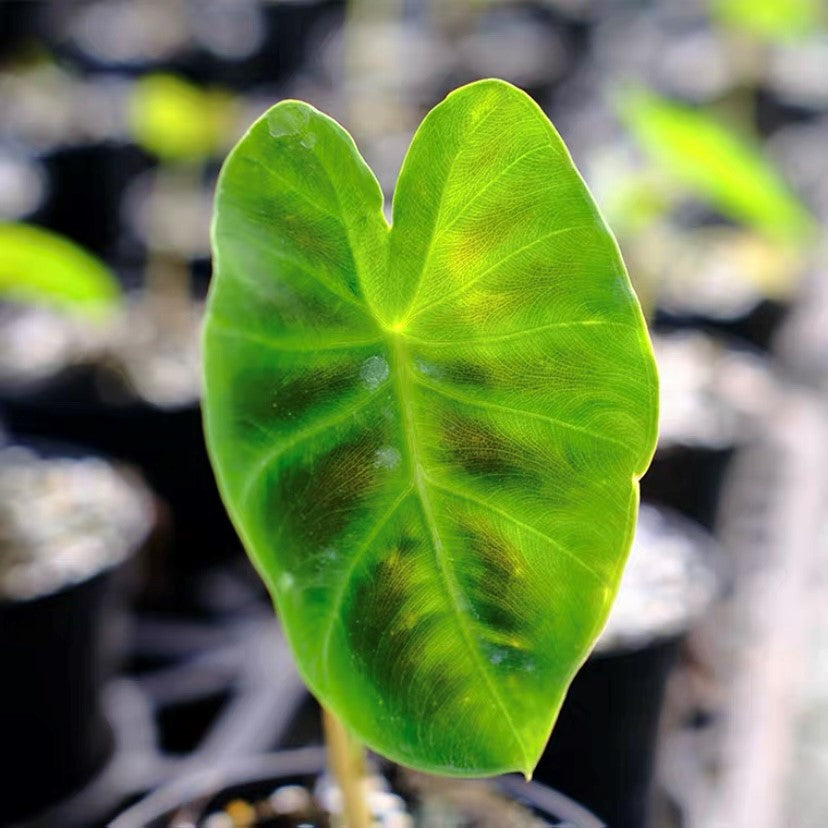 Hitchhiker Elephant Ear(Remusatia Vivipara)