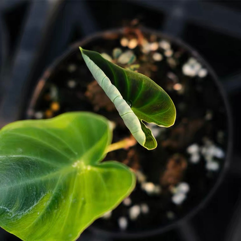 Hitchhiker Elephant Ear(Remusatia Vivipara)