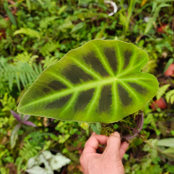 elephant ear plants for sale near me Hitchhiker Elephant Ear(Remusatia Vivipara) for Sale