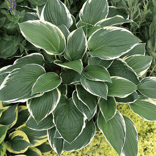 France Hosta ( Hosta fortunei )