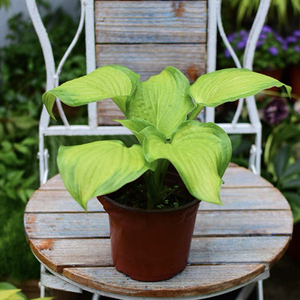 potted hosta plants for sale Stained Glass Hosta