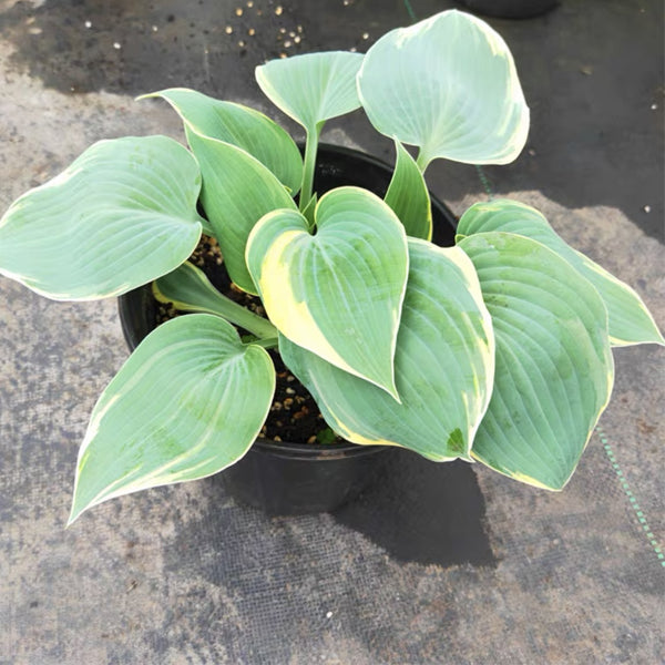 Hosta Temptation