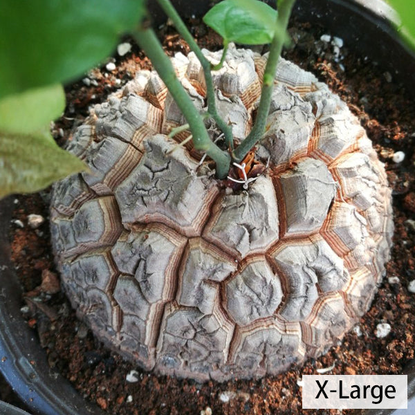 Hottentot bread (Dioscorea elephantipes)