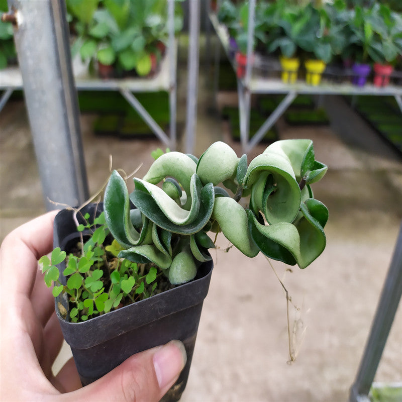 Hindu Rope ( Hoya carnosa 'Compacta')