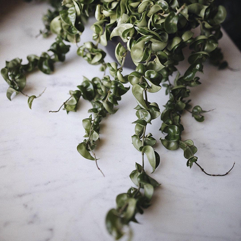 Hindu Rope ( Hoya carnosa 'Compacta')
