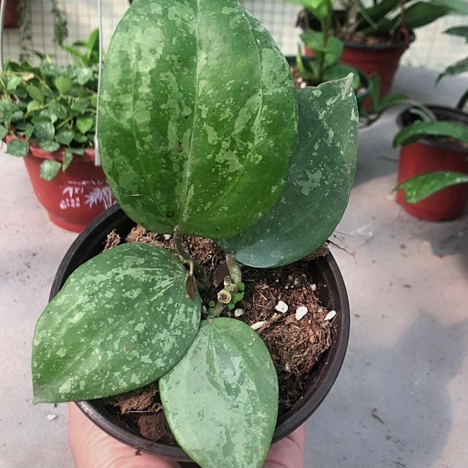 Hoya macrophylla ‘ Snow Queen ’