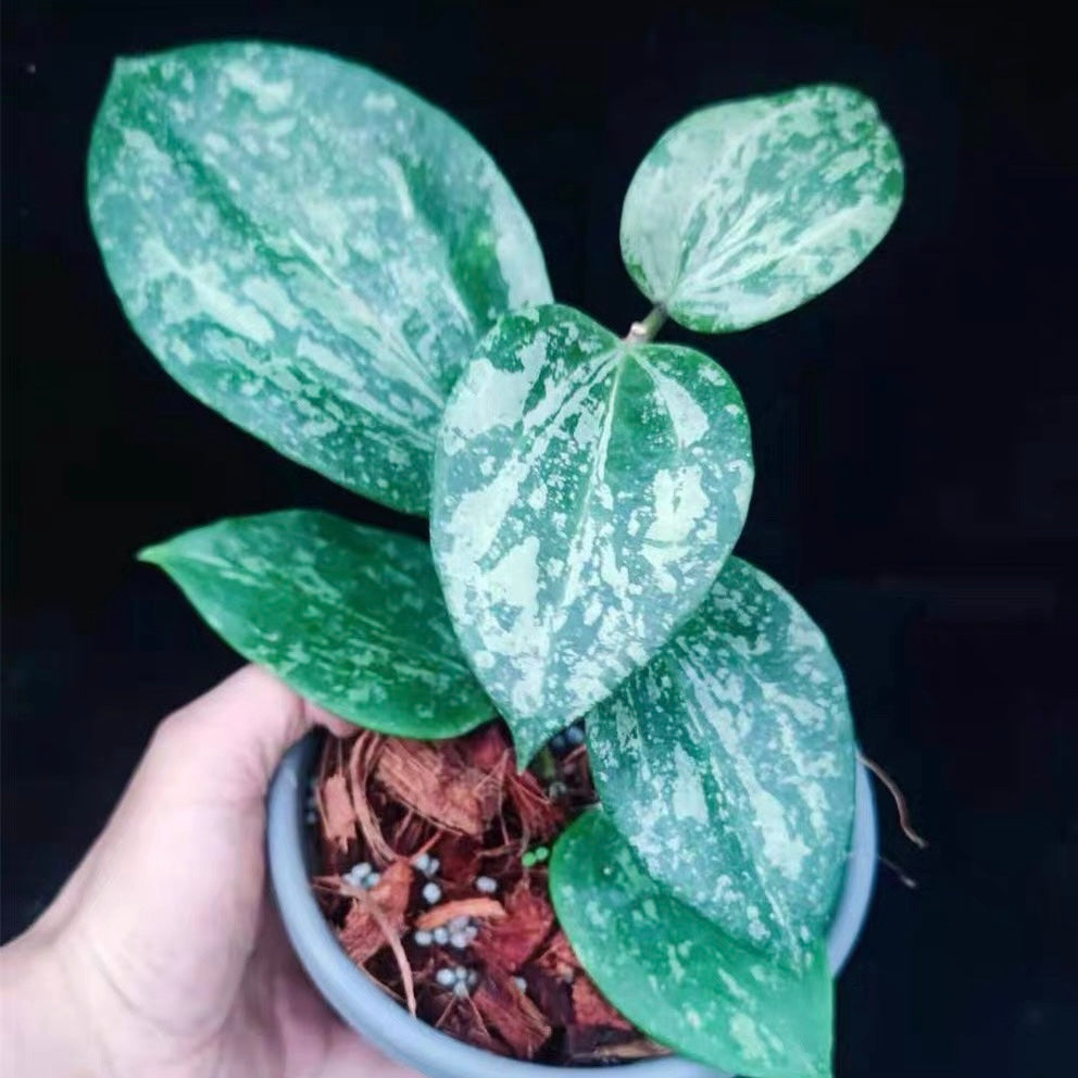 Hoya macrophylla ‘ Snow Queen ’