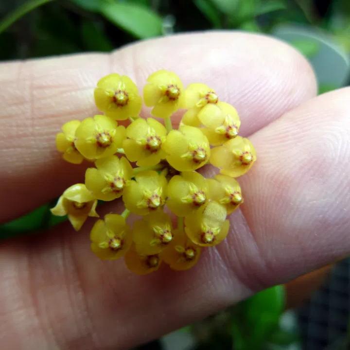 Hoya pubera 'Hoya aff. picta'