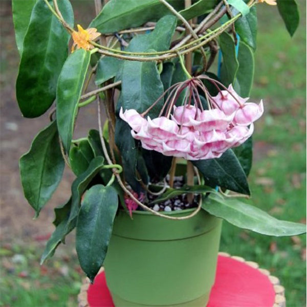 Hoya archboldiana ssp. pink
