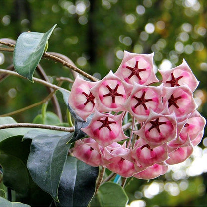 Hoya archboldiana ssp. pink