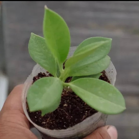 Hoya australis ' Keysii '