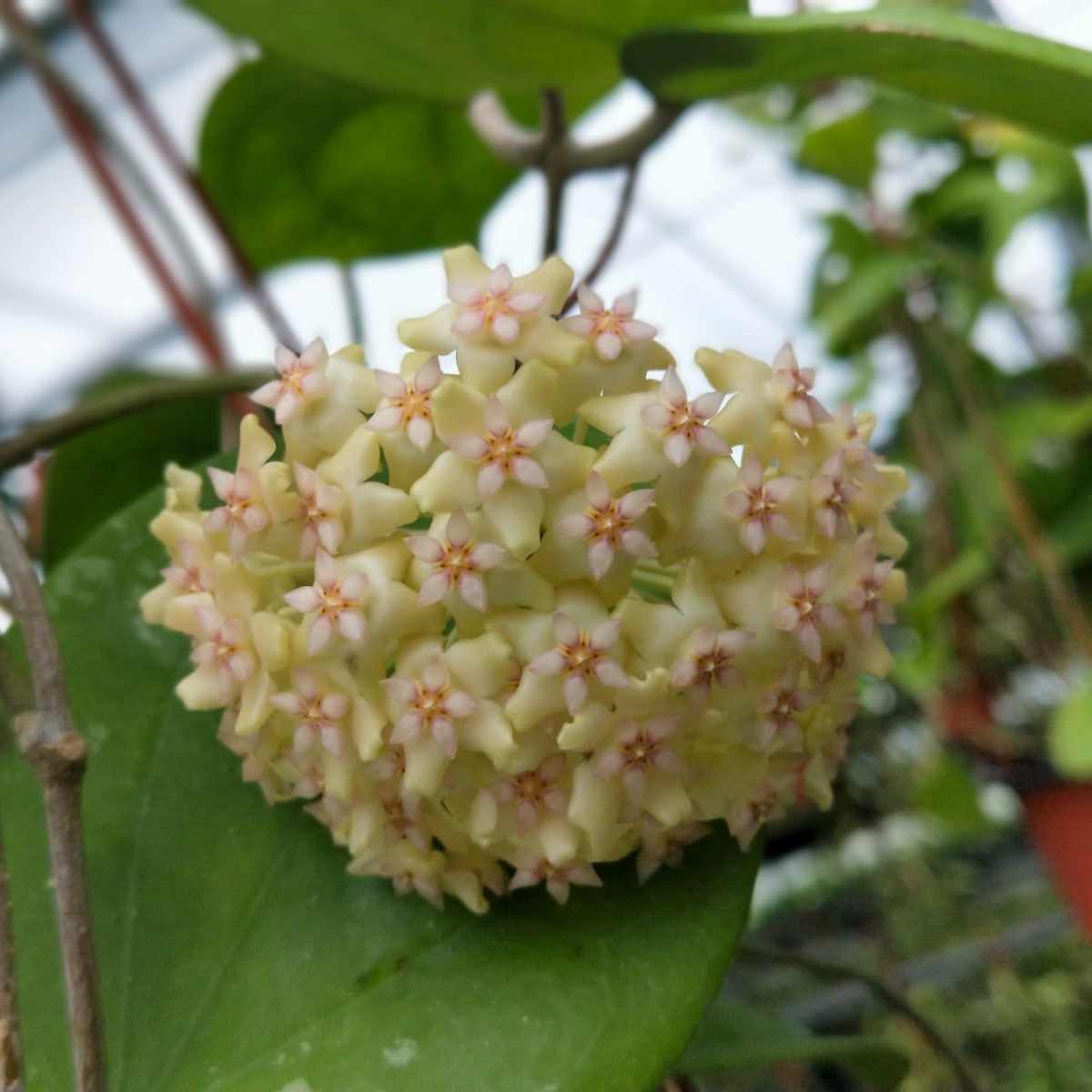 Hoya balaensis