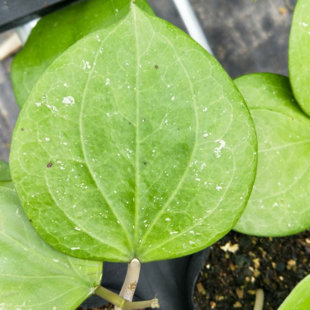 Hoya balaensis