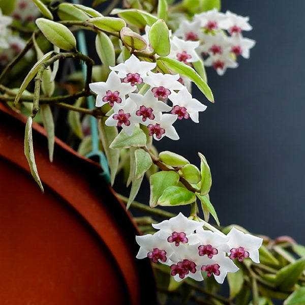 Hoya bella variegated