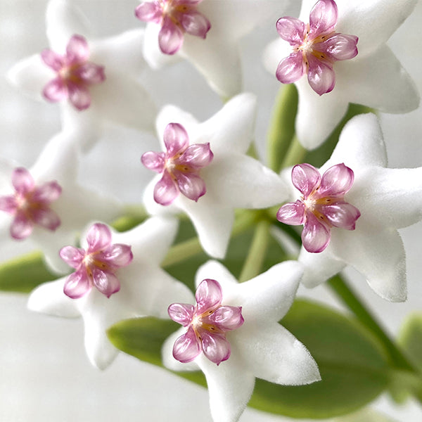 Hoya bella variegated