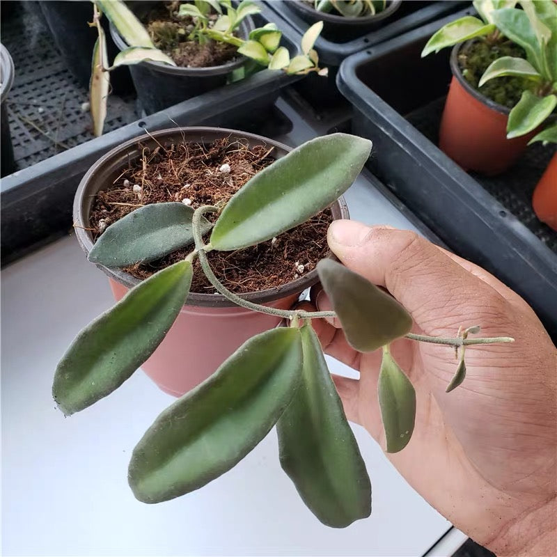Hoya burtoniae