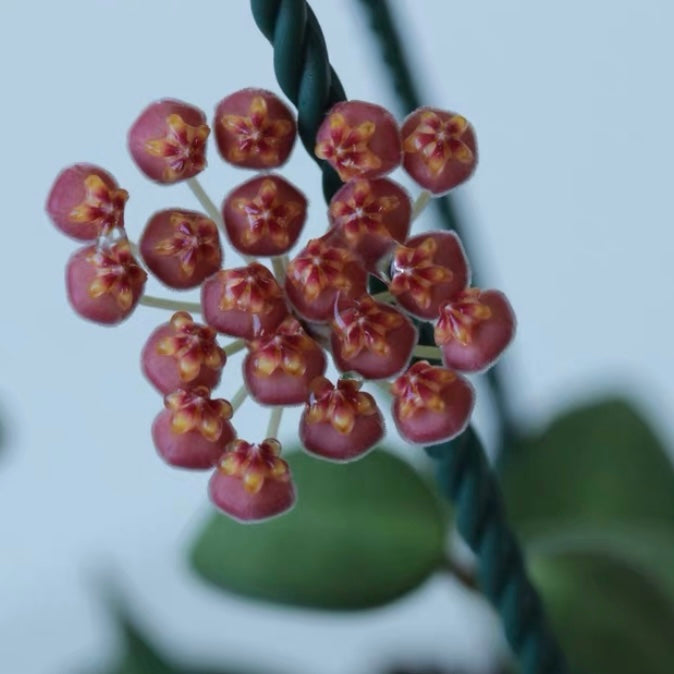 Hoya burtoniae